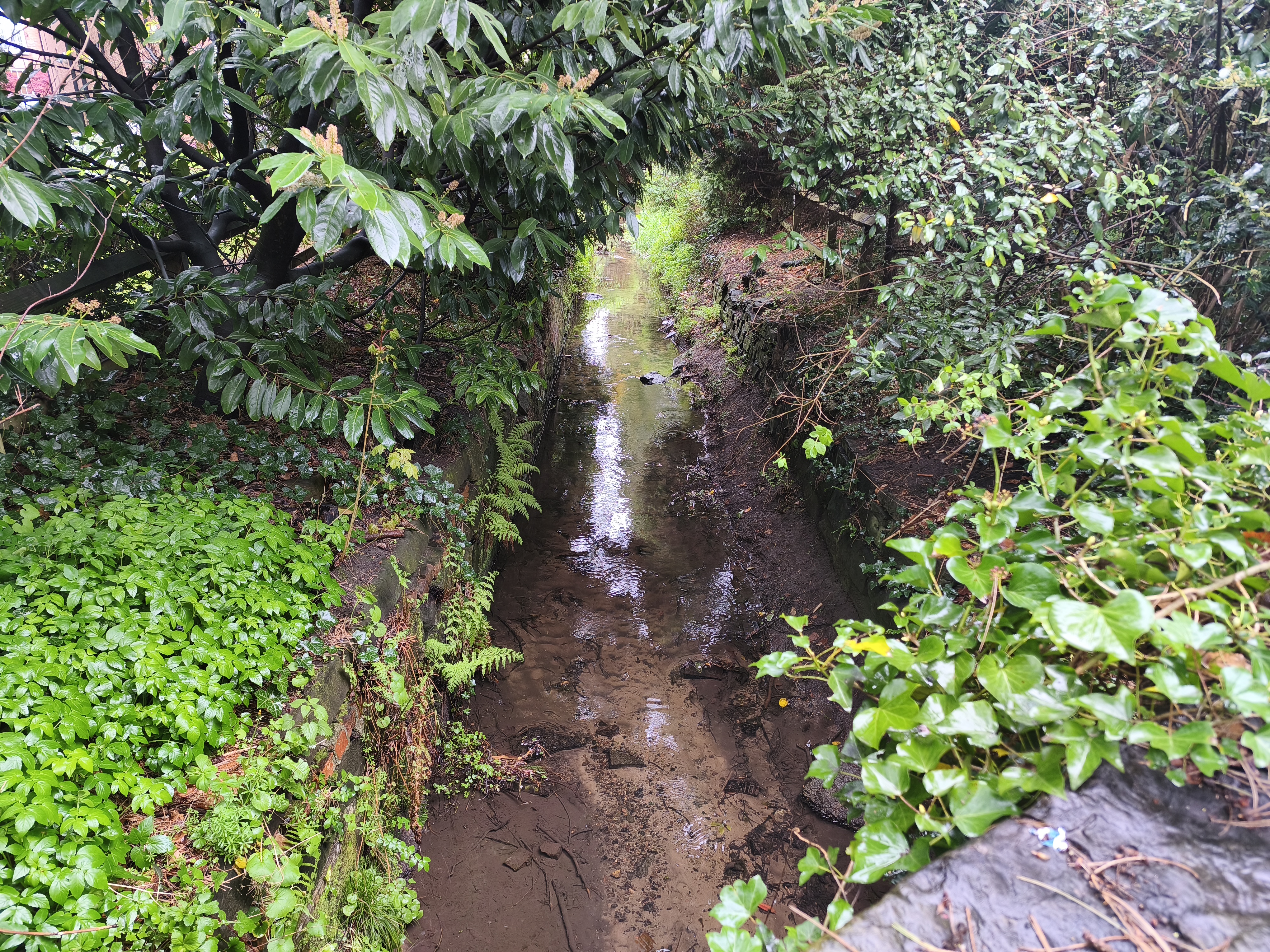 Baguley Brook as viewed from Brooklands Road during light rain (15th April 2026).